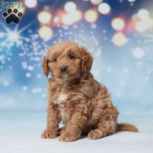 Silas, Mini Goldendoodle Puppy